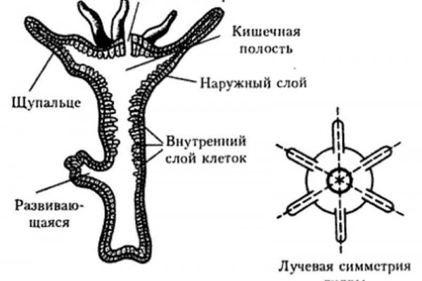 Kraken https